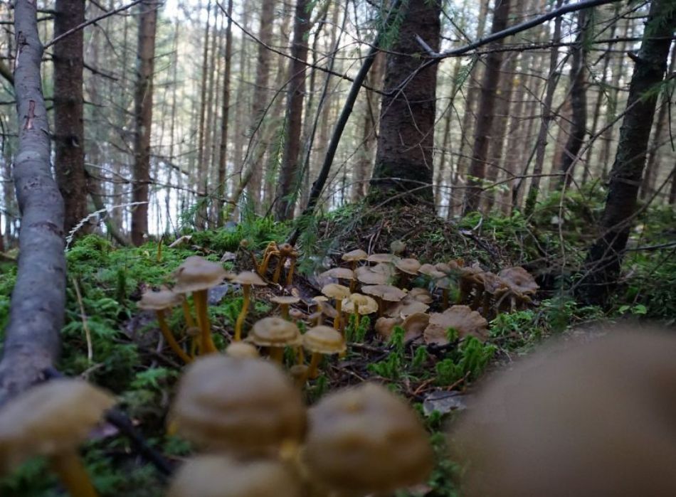 Forest: breathe thanks to mushrooms, find out why